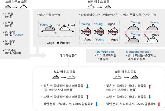 회춘 마우스 모델에서 젊은 쥐에 존재하는 유익균인 아카먼시아 미생물이 증가하고, 노령쥐에 존재하는 유해균인 '파라프레보텔라'는 감소하는 경향을 보였다.  조병관 KAIST 교수·이철호 생명연 박사 제공